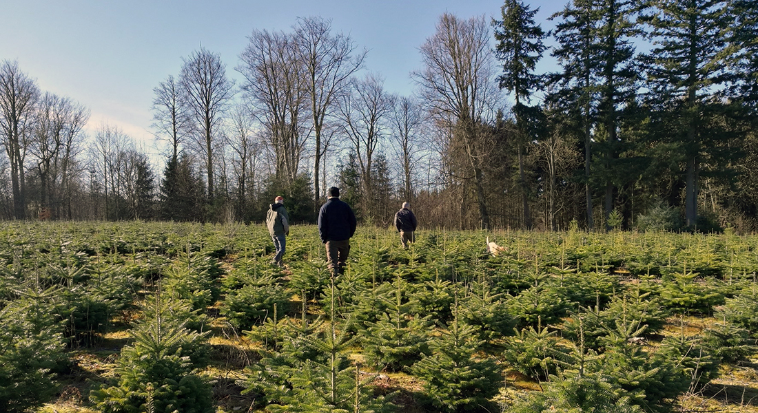 Mennesker i juletræsplantage med skov i baggrunde